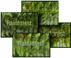 Rainforest