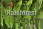 rainforest