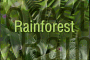 rainforest