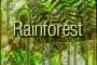 rainforest