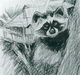 Racoon