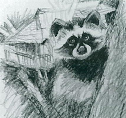 Racoon